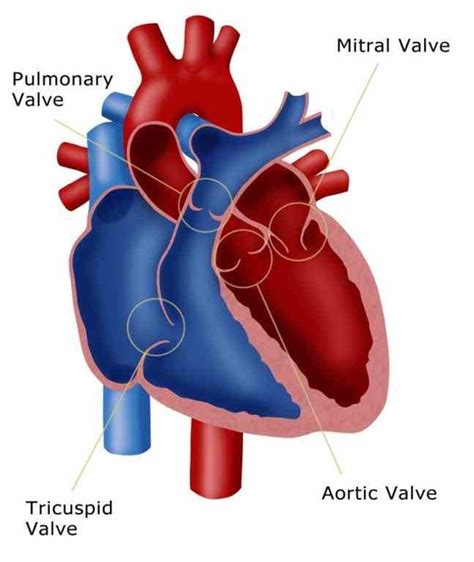 cusps of aortic valve face septum an anatomical plate a human heart with atria great arteries ...