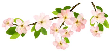 Free Flowering Branch Cliparts, Download Free Flowering Branch Cliparts png images, Free ...