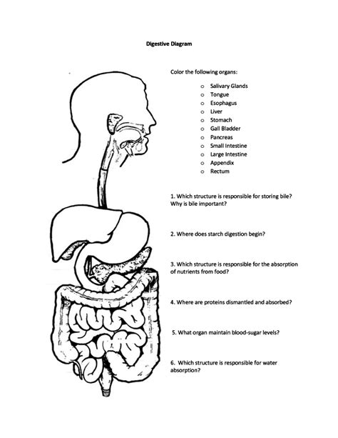 Digestive System Coloring Page At Getcoloringscom Free Printable Images