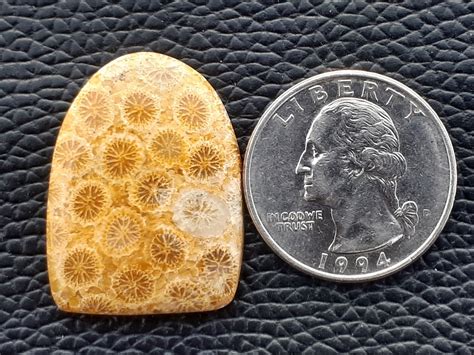 Fossil Coral Agate Loose Cabochon Gemstones Natural Jasper Etsy