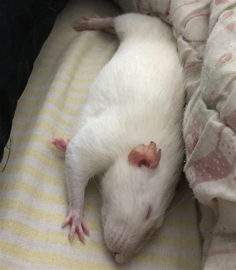 Sleeping beauty! : r/RATS