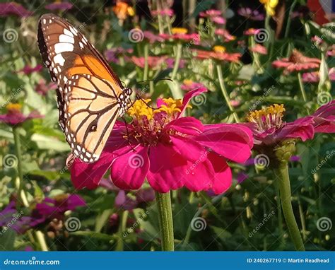 A Monarch Butterfly Taking Nectar From A Zinnia Flower Stock Image