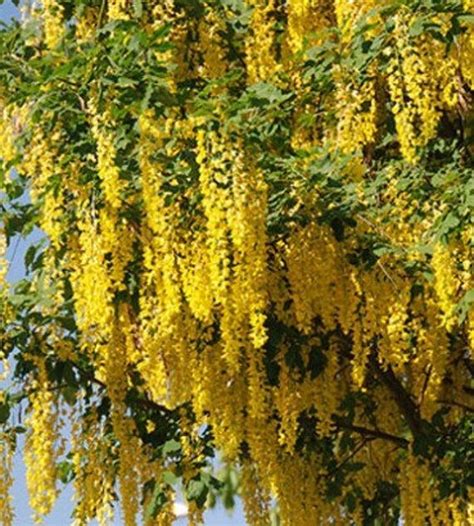 Golden Rain Tree Seeds Koelreuteria Paniculata Pride Of India