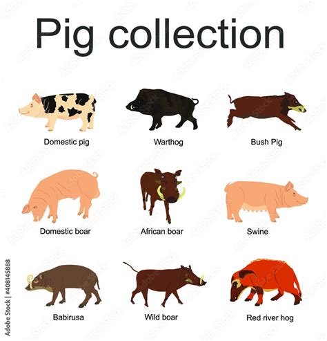 Pig collection vector illustration isolated on white background. Boar ...