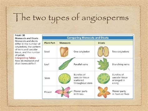 Keynote Ch 10 Plants