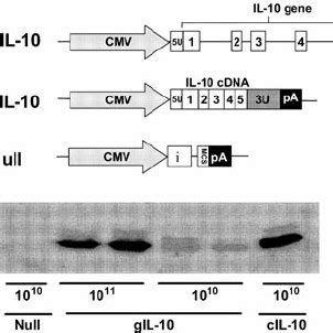 Pseudo Hydrodynamic Injection Of Helper Dependent Adenoviral Vector