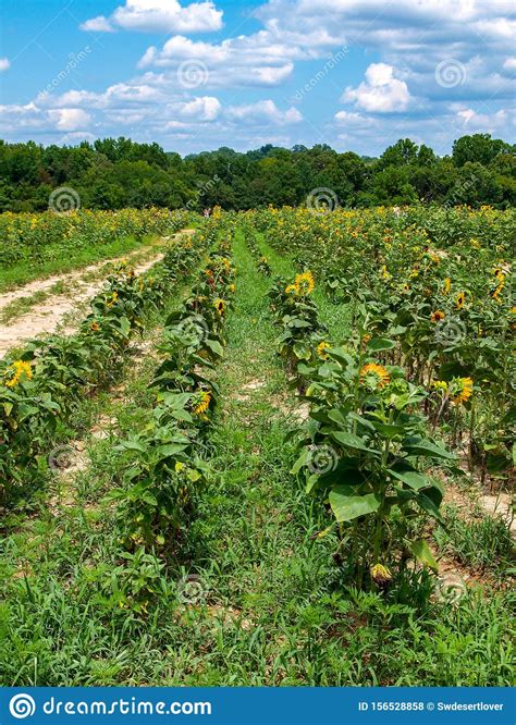 Campo De Los Girasoles Helianthus Annuus Foto De Archivo Imagen De