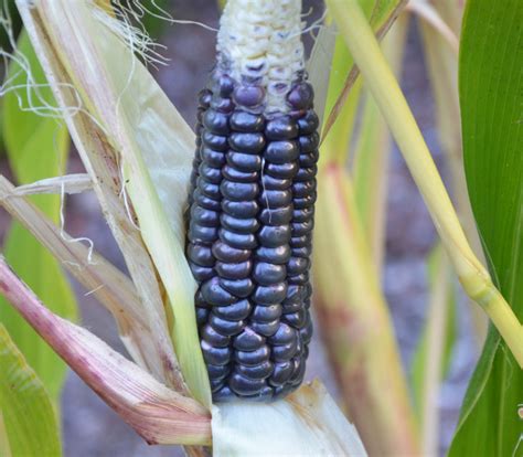 Black Aztec Corn Seeds