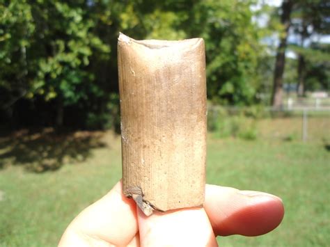 Bargain Price Megalonyx Sloth Tooth | Recently Sold | FOSSILS | Prehistoric Florida