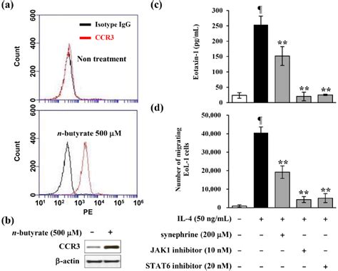 Effects Of Synephrine On The Recruitment Of Eoinophils Eol Cells