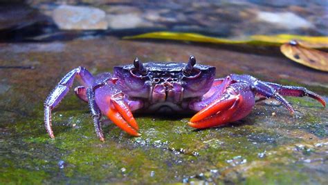 Colorful Crab