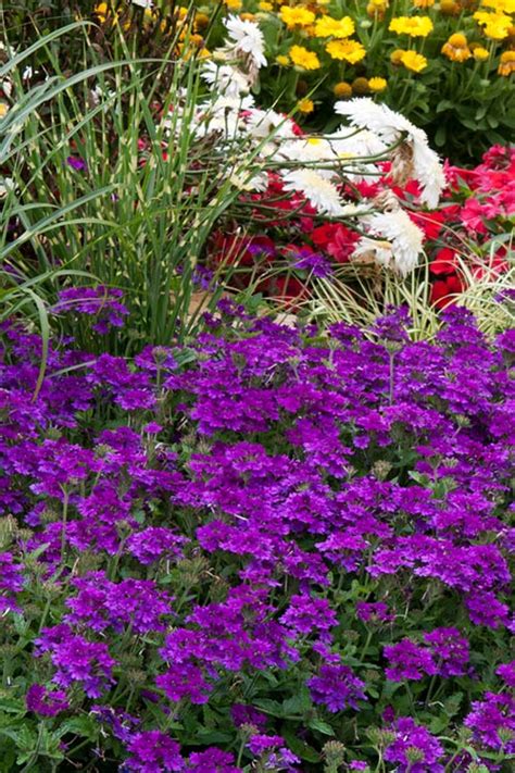 Buy Homestead Hardy Verbena Free Shipping 1 Gallon Wilson Bros