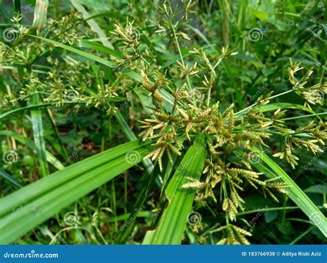 Cyperus Rotundus Coco Grass Java Grass Nut Grass Purple Nut Sedge