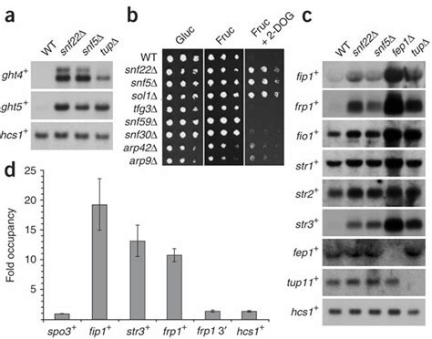 SWI SNF Represses The Transcription Of Hexose Transport And Iron Uptake