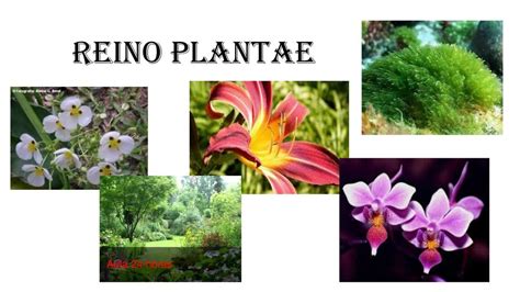 Reino Plantae