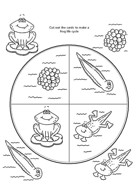 Frog Life Cycle Worksheet – E Street Light