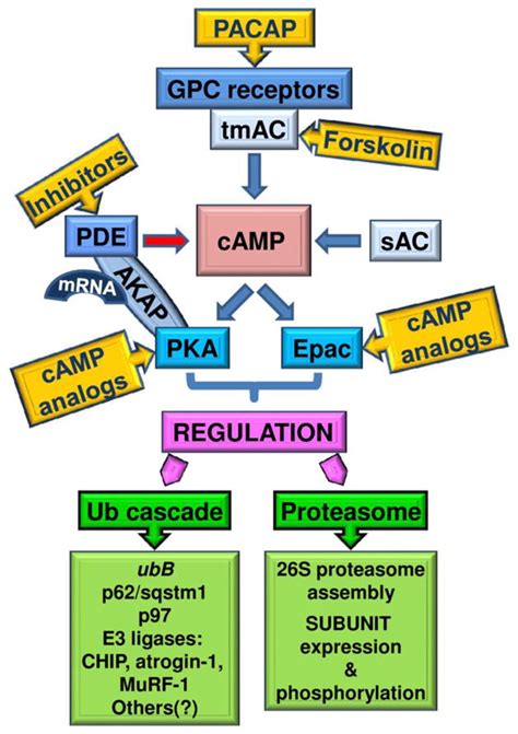 Forskolin Pathway