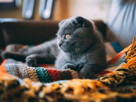 Captura Aproximada De Um Gato Cinzento Giro Sentado Num Cobertor