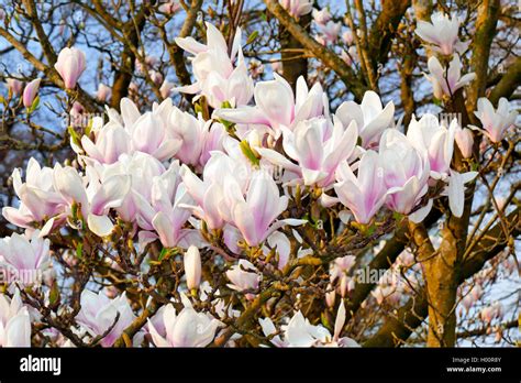 Saucer Magnolia Magnolia X Soulangiana Magnolia Soulangiana Magnolia