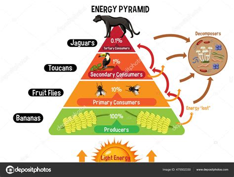 Pirâmide De Energia Exemplo - Diagrama Mostrando Pirâmide Energética Para Ilustração Educação imagem ...