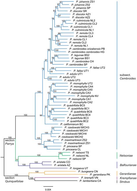 Phylogenetics Of Pinus Subsection Cembroides Engelm Pinaceae