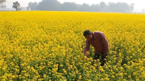 Agriculture Mustard Farming Benefits For Farmers Things To Remember