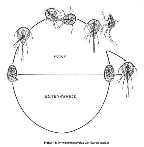 Giardia Lamblia Diagram Quizlet