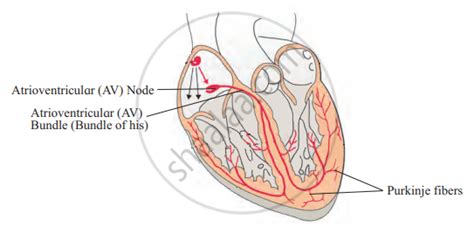 Draw A Neat Diagram Of The Conducting System Of Human Heart And Label