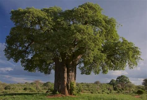 Ile Lat Ma Najstarszy Baobab Miejsce Dobrej Energii