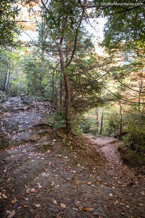 A Trail In The Woods With Lots Of Trees And Leaves On It S Sides