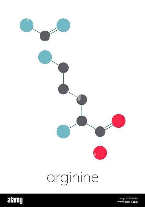 Arginine L Arginine Arg R Amino Acid Molecule Stylized Skeletal