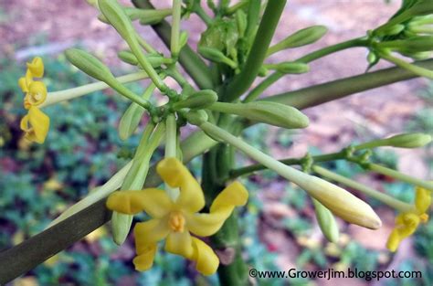 Garden Adventures Carica Papaya