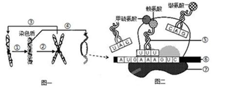 如图一表示真核生物细胞中染色体dna在细胞核中进行的一些生理活动，图二表示在细胞质中进行的重要生理活动，据图回答下列问题： 1图一中