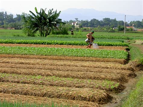 Year Round Vegetable Cultivation Good For Vietnamese Farmers Wur