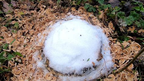 How To Kill Tree Stumps With Salt How Epsom Salt Works To Remove Stumps