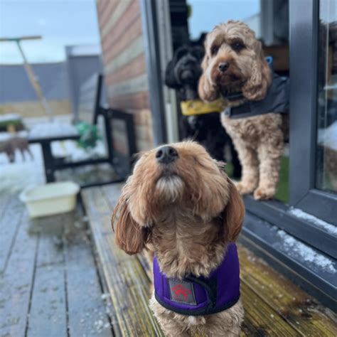 Snoop Doggy Social added a new photo. - Snoop Doggy Social