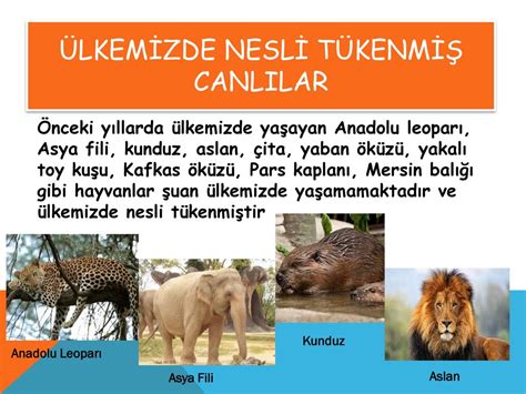 NESLİ TÜKENEN VE TÜKENMEKTE OLAN CANLILAR ppt indir