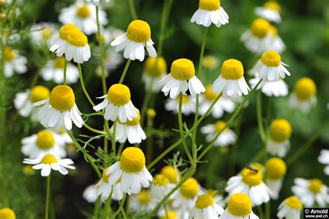 Heilpflanzen: Echte Kamille - Matricaria recutita