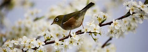 8 Tipps für einen vogelfreundlichen Garten MOOWY DE