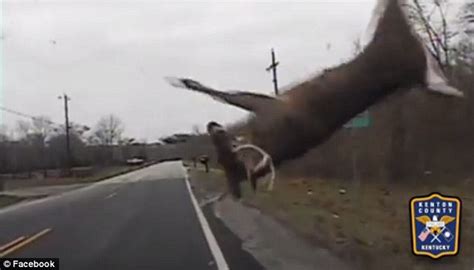 Dashcam Video Captures Moment Deer Is Hit By Kentucky Officers Car