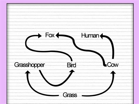 How To Draw A Food Chain