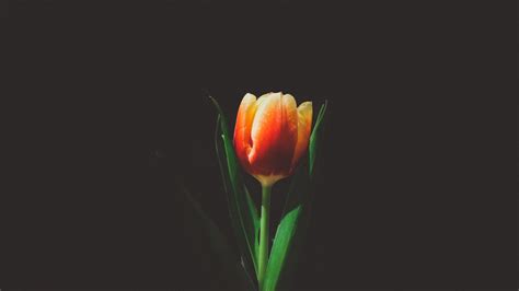 Wallpaper One tulip flower, black background 3840x2160 UHD 4K Picture ...