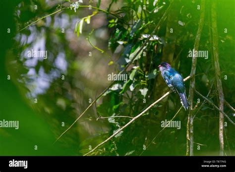 Cuba Province Of Sancti Spiritus Massive Escambray The Natural Park