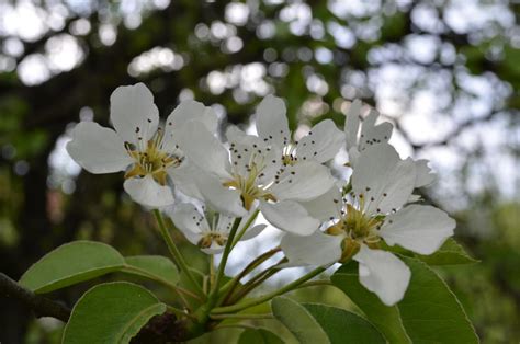 Plum Tree Blossom by SandBG on DeviantArt