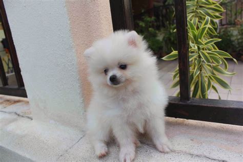 LovelyPuppy: 20131023 Mini White Pomeranian Puppy