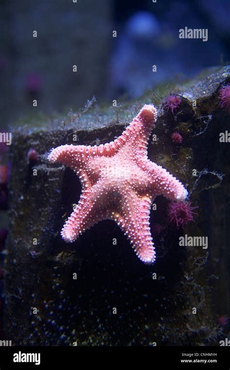 A starfish underwater Stock Photo - Alamy