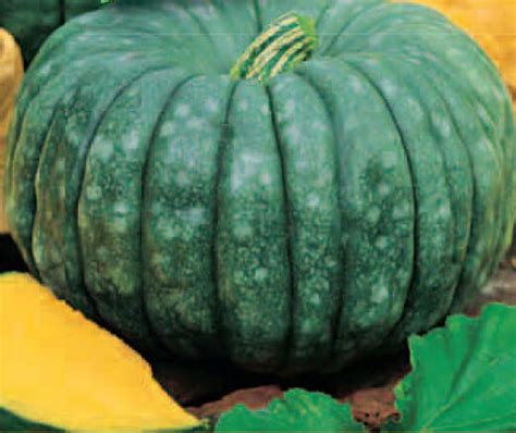 Marina Di Chioggia Organic Pumpkin Seeds Organic Pumpkin Seeds For