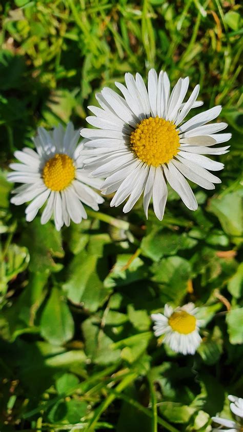 Daisies Flowers Lawn Free Photo On Pixabay Pixabay