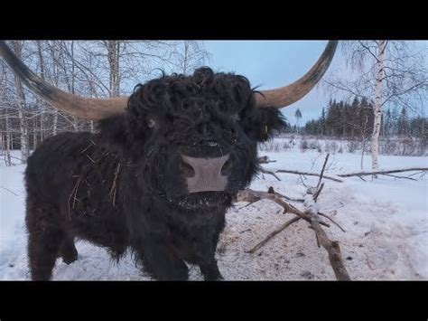 Black Highland Cattle Bull : r/highlandcattle