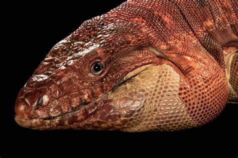 Red Tegu Lizard Tupinambis Rufescens Joel Sartore